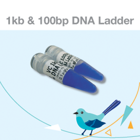 DNA ladder